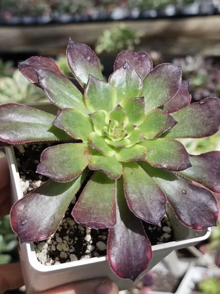 A. Moya Variegata - com raiz