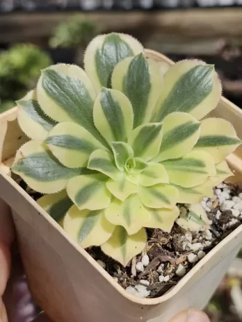 A. Yaning Variegata – com raiz