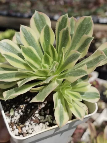 A. Yaning Variegata – com raiz