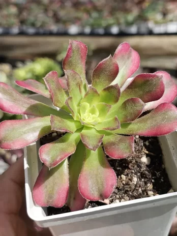 A Wu Tianji Variegata – com raiz