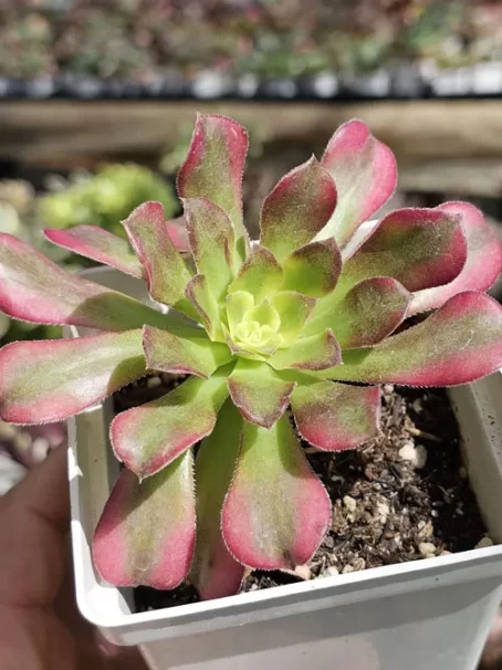 A Wu Tianji Variegata - com raiz