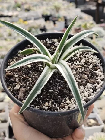 A. White Rhino Variegata – com raiz