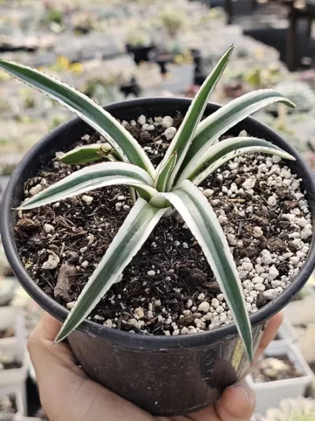A. White Rhino Variegata - com raiz