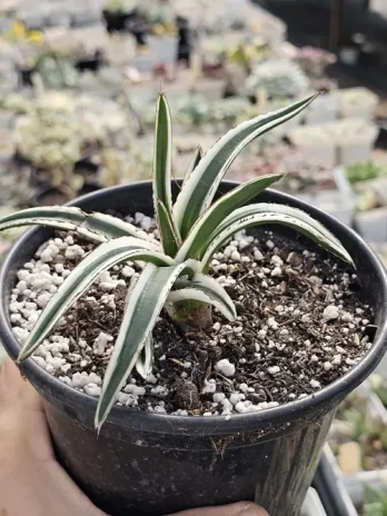A. White Rhino Variegata – com raiz