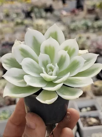E. Lemon Rose Variegata – com raiz