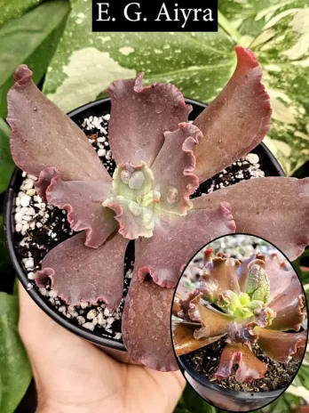E. G. Aiyra