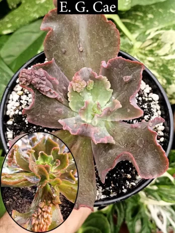 E. G. Cae