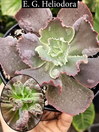 E. G. Heliodora