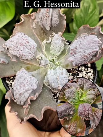 E. G. Hessonita