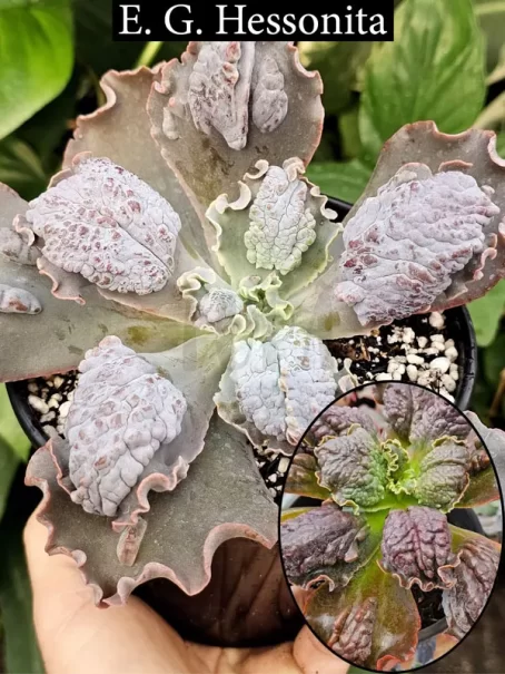 E. G. Hessonita