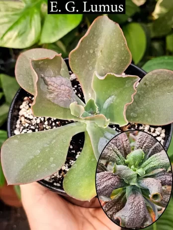 E. G. Lumus