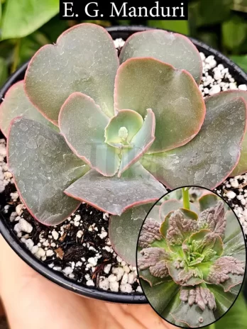 E. G. Manduri