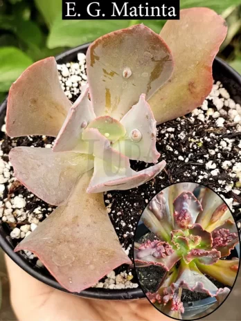 E. G. Matinta