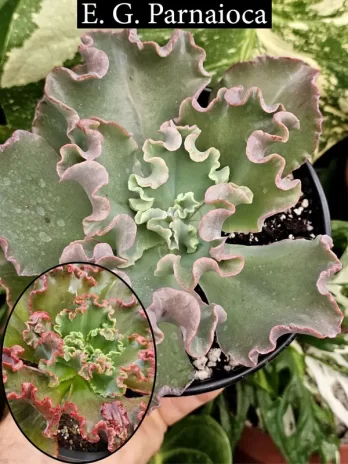 E. G. Parnaioca