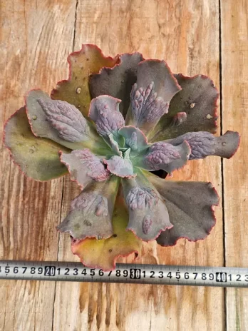 E. G. Momordica Charantia – sem raiz