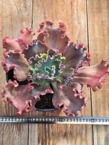 E. G. Mauve Jade – com raiz